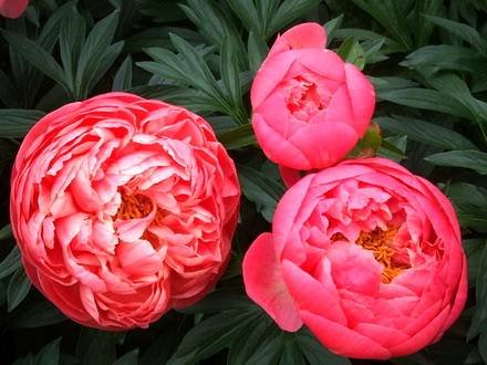 Paeonia5