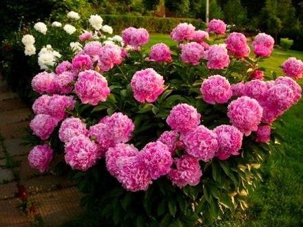 Paeonia7