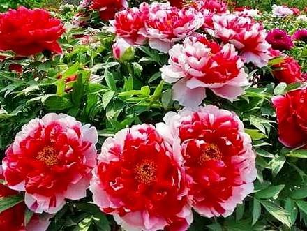 Paeonia8