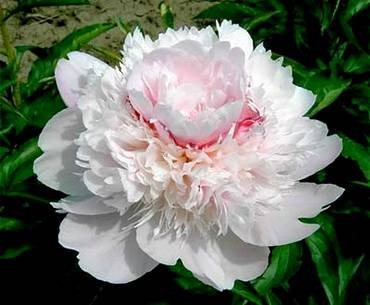 PaeoniaAlertie