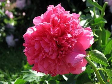 PaeoniaAngeloCobbFreeborn