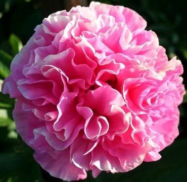 PaeoniaCarnationBouquet