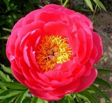 PaeoniaCytherea