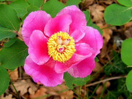 PaeoniaDaurica