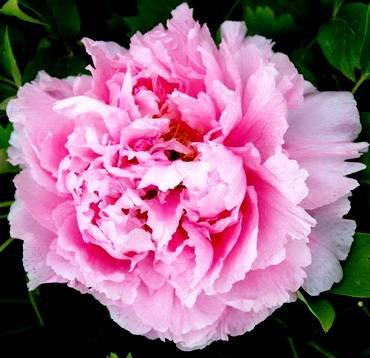 PaeoniaDoublePink