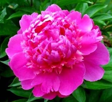 PaeoniaEdulisSuperba