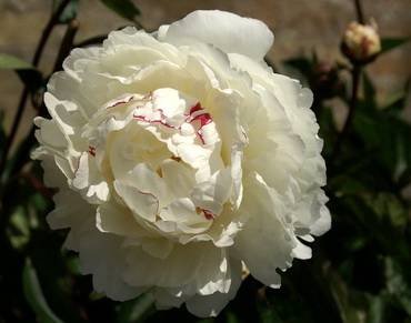 PaeoniaFestivaMaxima