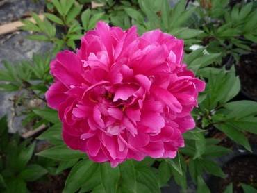 PaeoniaKarlRosenfield