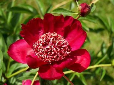PaeoniaNipponBeauty