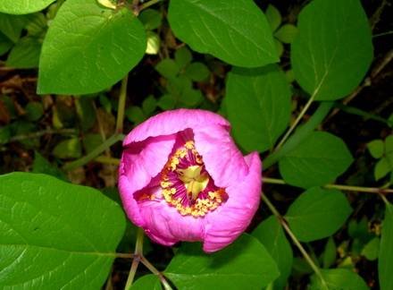 PaeoniaObovata