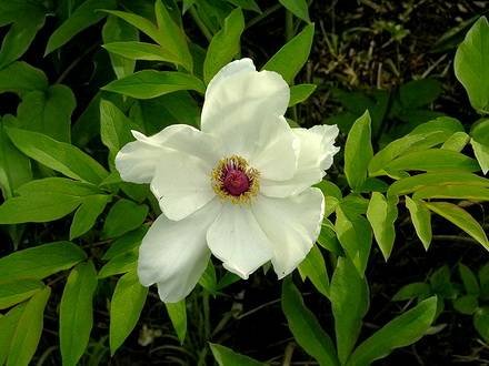 PaeoniaOstii