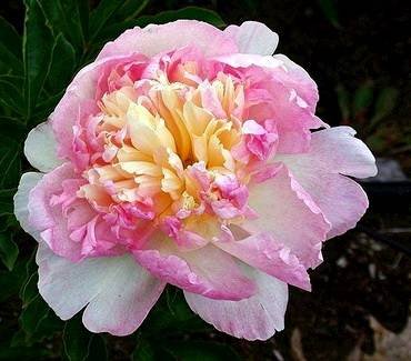 PaeoniaRaspberrySundae