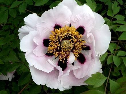 PaeoniaRockii