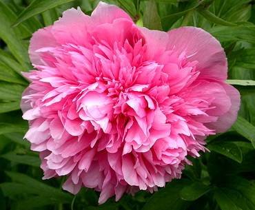 PaeoniaRoseaPlena