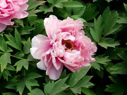PaeoniaSuffruticosa