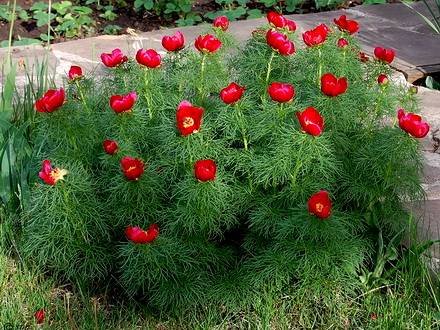 PaeoniaTenuifolia