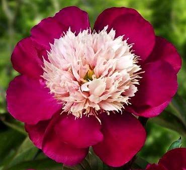 PaeoniaWhiteCap