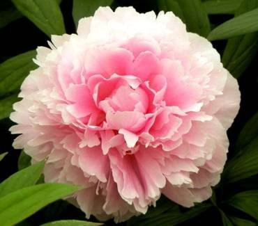 PaeonialbertCrousse
