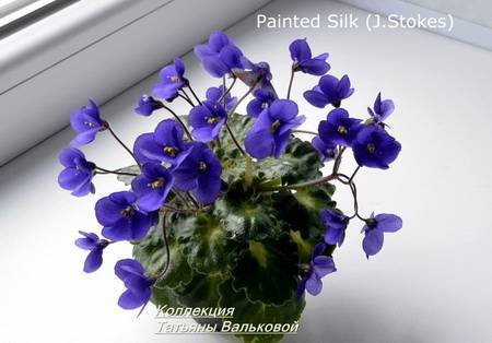 PaintedSilk6