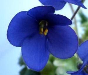 PaintedSilk9
