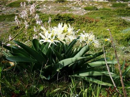 PancratiumIlliricum1