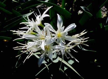 PancratiumIlliricum2