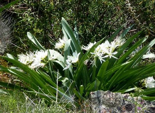 PancratiumIlliricum3