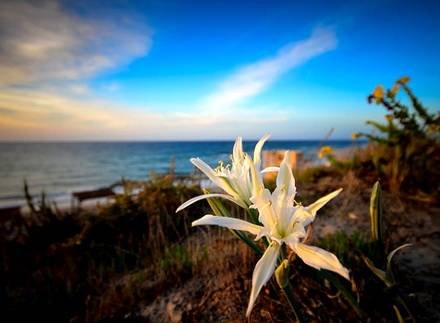 PancratiumMaritinum2