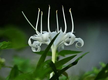 PancratiumZeylanicum2