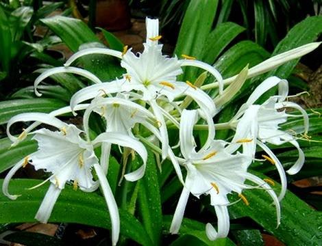 PancratiumZeylanicum3