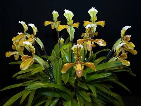 Paphiopedilum1