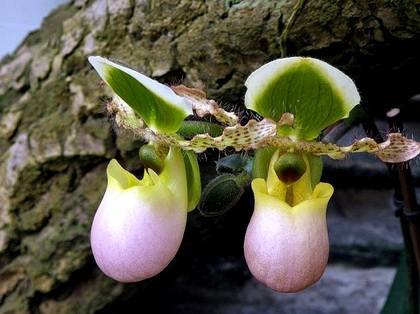Paphiopedilum2