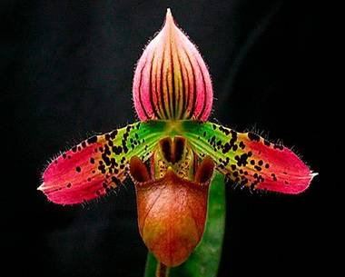 PaphiopedilumAcmodontum9