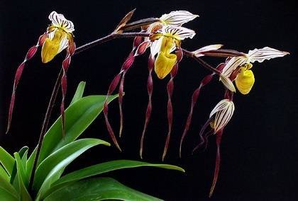 PaphiopedilumBellatum1