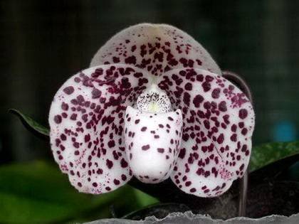 PaphiopedilumBellatum2