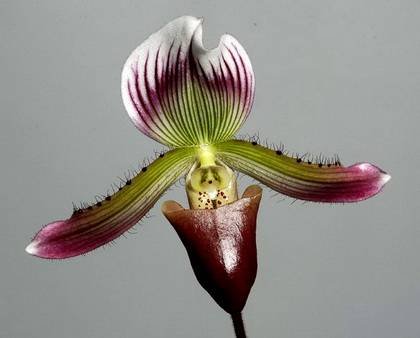 PaphiopedilumCallosum1