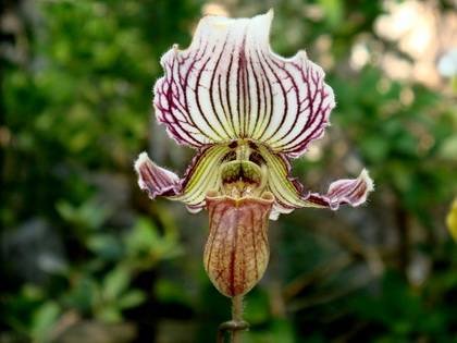 PaphiopedilumFairrieanum1