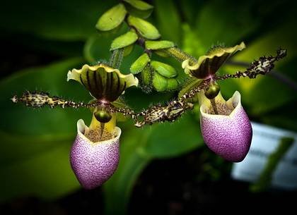 PaphiopedilumGlaucophyllum2