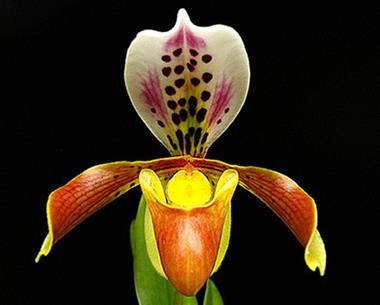 PaphiopedilumGratrixianum9