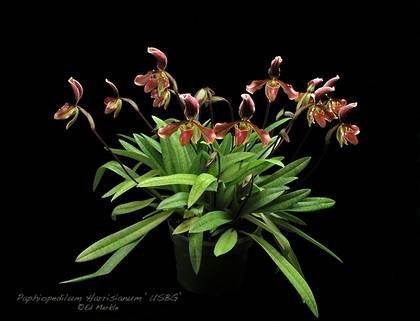 PaphiopedilumHarrisianum1