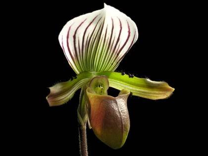 PaphiopedilumLawrenceanum1