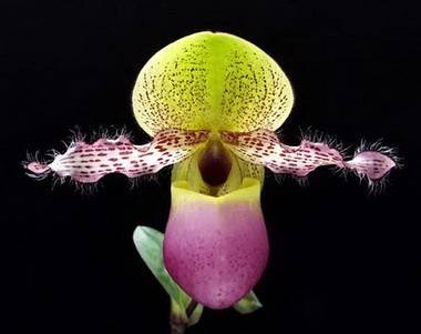 PaphiopedilumMoquetteanum9