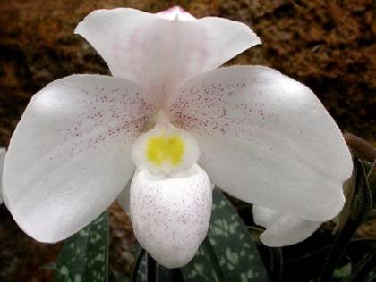 PaphiopedilumNiveum1