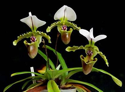 PaphiopedilumSpicerianum1