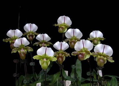 PaphiopedilumSpicerianum2