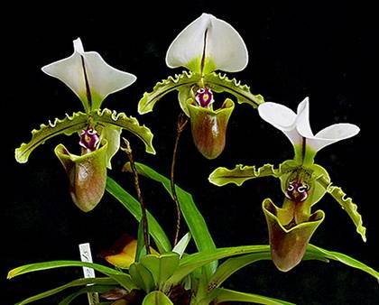 PaphiopedilumSpicerianum4