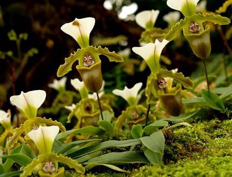 PaphiopedilumSpicerianum5