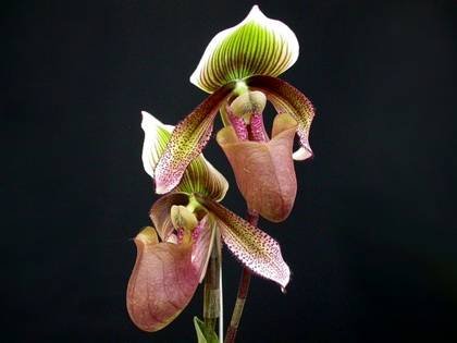 PaphiopedilumSuperbiens1