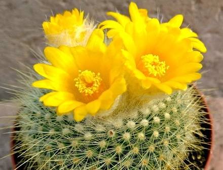 ParodiaChrysacanthion