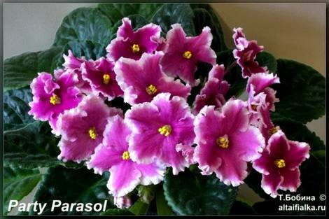 PartyParasol1